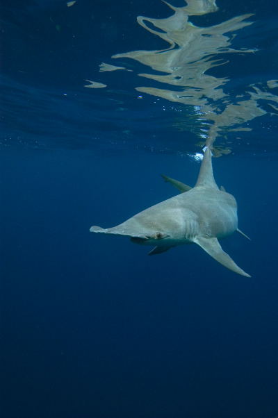 Sphyrna mokarran (Squalo martello maggiore)